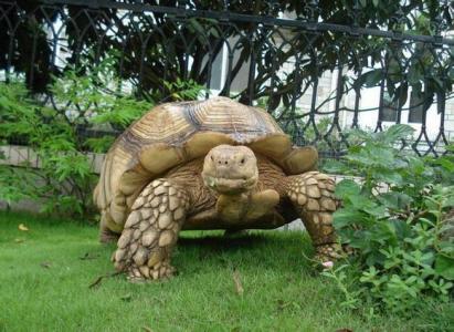 苏卡达陆龟饲养环境 苏卡达陆龟怎么养 苏卡达陆龟的栖息环境