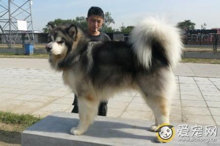 阿拉斯加犬特征 阿拉斯加犬怎么养 阿拉斯加犬的外形特征(2)