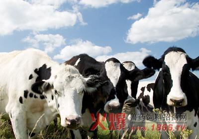 模拟农场17怎么养奶牛 怎么养奶牛 奶牛的冬季管理