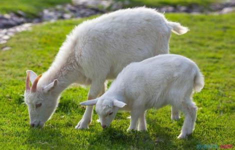 绵羊皮皮衣怎么保养 绵羊是怎么养的
