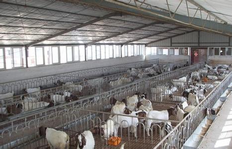 肉羊养殖技术 怎样养殖肉羊_肉羊的养殖技术