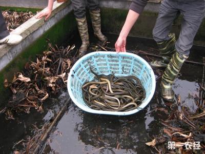 养黄鳝一年能挣多少钱 养黄鳝怎么养