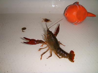 小龙虾生存环境 宠物小龙虾怎么养 宠物小龙虾的生存环境