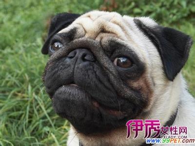 巴哥犬的美容护理知识 巴哥犬怎么养 巴哥犬的日常护理