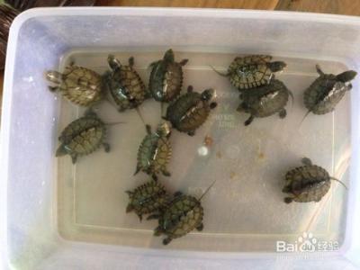 巴西龟龟苗怎么养 巴西龟的生活习性
