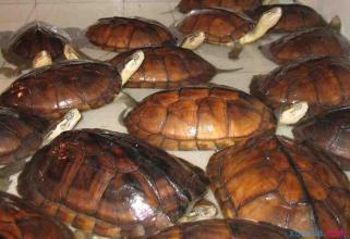 南石金钱龟怎么养 石金钱龟怎么养 石金钱龟的繁殖