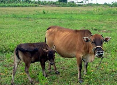 怎么养殖黄牛 黄牛的生活习性