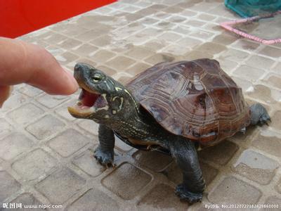 简简单单养好一只草龟! 如何养好一只草龟