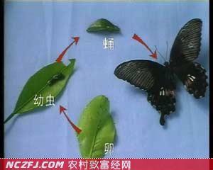 台湾蝴蝶龙鲤怎么养 蝴蝶应该怎么养