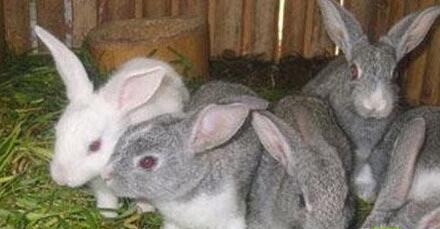 兔子怎么养 怎么养兔子呢