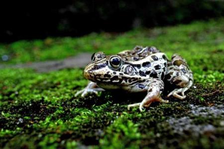 黑斑蛙怎么养 黑斑蛙的生活习性