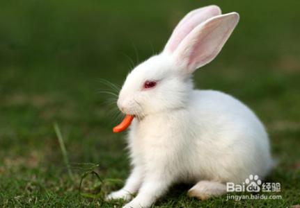 怎么养兔子不会容易死 兔子怎么养不容易死