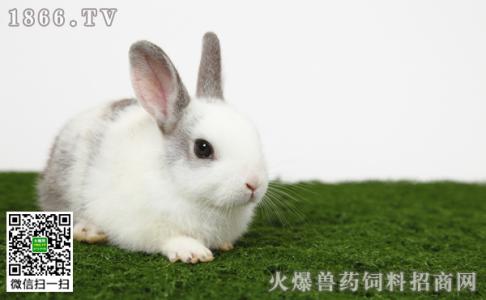 兔子怎么养的快 兔子怎么养的长的快