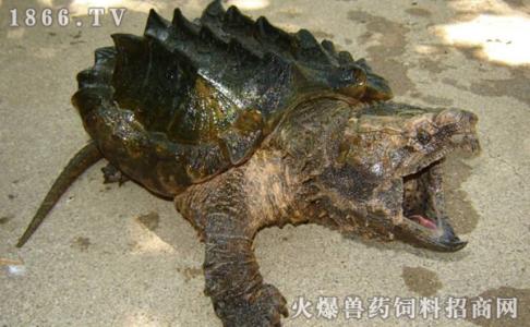 鳄龟怎么繁殖 怎么养殖鳄龟 鳄龟的繁殖方式
