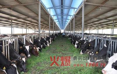 有机奶牛养殖管理规范 怎么养殖奶牛 奶牛的喂养管理