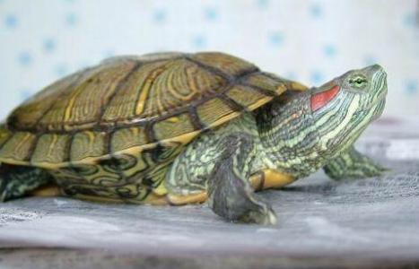 大乌龟冬天怎么养 大乌龟的生活习性