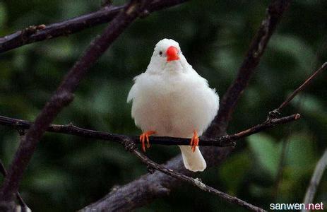 白玉鸟怎么养 白玉鸟的生活习性