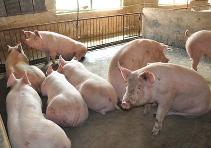 母猪的饲养方法 猪要怎么养 猪的饲养方法