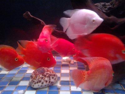 红魔鬼鱼怎么养 红魔鬼鱼的生活习性