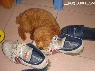 狗狗为什么喜欢咬鞋子 贵宾犬为什么喜欢咬鞋子