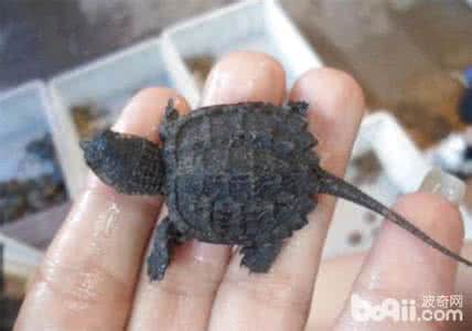 北美拟鳄龟 龟苗 刚出生的鳄龟龟苗怎么养