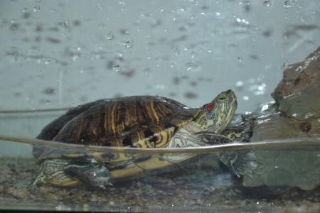 家里如何养大乌龟 家里如何养乌龟