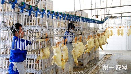 肉鸭笼养 怎么养殖肉鸭 笼养肉鸭的优缺点