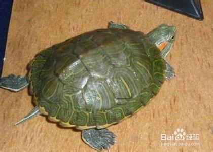 养巴西龟有什么禁忌 巴西龟要怎么养