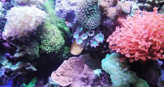 珊瑚岛成因 珊瑚怎么形成的 珊瑚的成因与选购