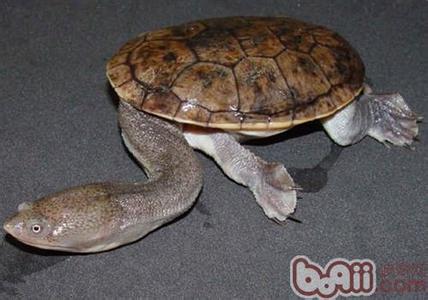 蛇颈龟怎么养 蛇颈龟的生活习性