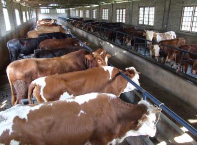 养殖肉牛20头投资多少 怎么养殖肉牛