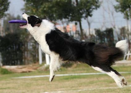 边境牧羊犬性格特点 边境牧羊犬怎么养 边境牧羊犬的性格特点