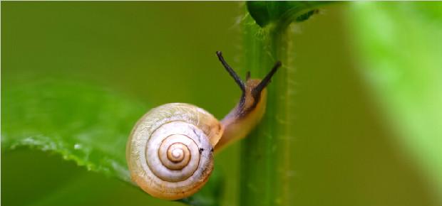 蜗牛怎么饲养 水蜗牛怎么养 水蜗牛的饲养