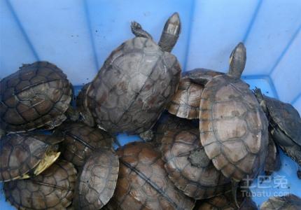 生态黄缘养殖环境 怎么养殖石龟 石龟的生态环境