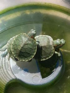 家养乌龟怎么繁殖 要怎么养乌龟 乌龟的繁殖
