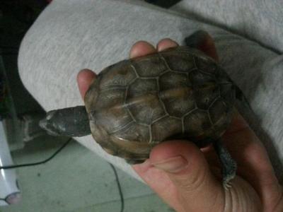 绿化养护病虫害防治 石板龟怎么养 石板龟的病害防治(2)