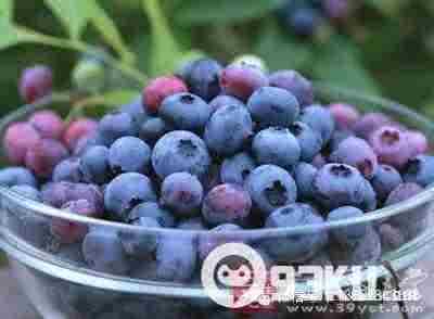 蓝莓怎么做好吃又简单 蓝莓怎么吃好吃 蓝莓的功效