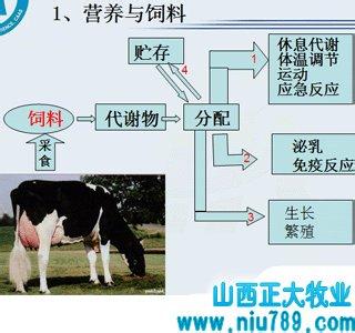 奶牛泌乳期 奶牛的人工诱导泌乳技术