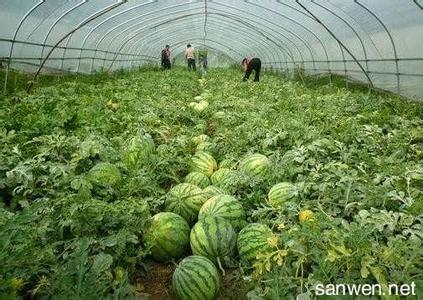 大棚西瓜种植技术 怎么种植大棚西瓜_如何种植大棚西瓜