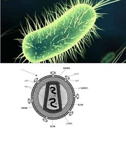 病毒和细菌的区别 细菌与病毒的区别 细菌与病毒有什么区别