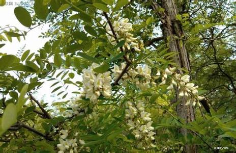 河南的槐花什么时候开 槐花什么时候开