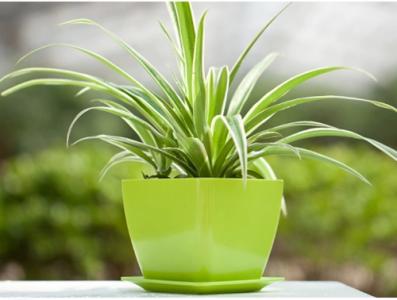 家里放什么植物吸甲醛 哪些植物吸甲醛
