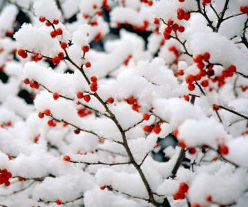 雪水放几天才能浇花 雪水浇花好吗