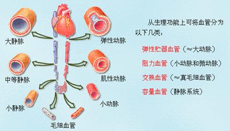 各类血管的功能特点 血管是怎么形成的 血管的功能特点