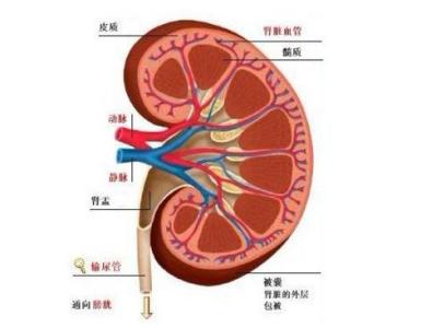肾囊肿是怎么形成的 肾囊肿如何形成的 肾囊肿的形成原因