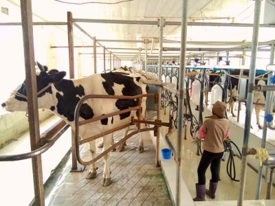 奶牛围产期饲养与管理 养殖场奶牛围产期的科学饲养管理措施