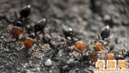 蚂蚁是怎样搬运食物的 蚂蚁为什么不停地搬运食物