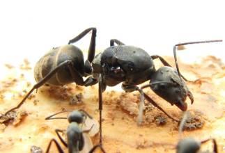 海关截获活体蚂蚁 海关现活体蚂蚁 生活中哪些蚂蚁是有毒的