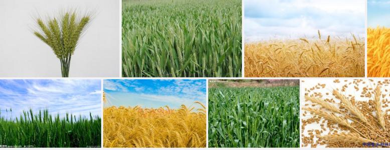 小麦是大米吗 小麦是什么