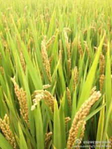 水稻和小麦的区别图片 水稻和小麦的区别